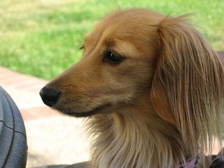 34125295_ceaa7cf80fjpg.jpg